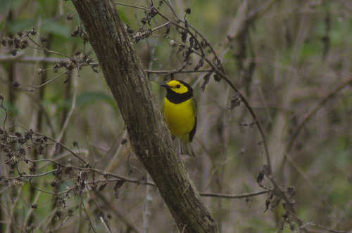 Hooded Warbler Out on a Limb